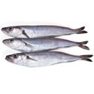 Bacaladilla