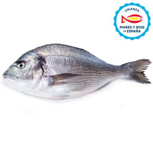 Dorada