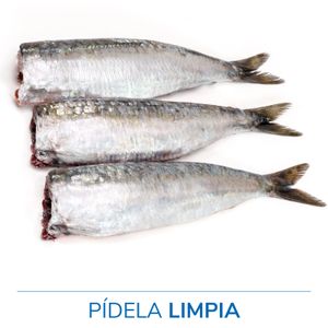 Sardina