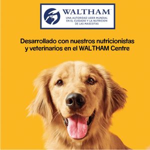Snack Galleta Perros Galleta Perros