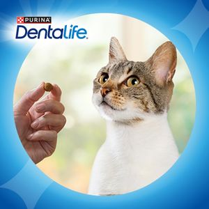 Dentalife Gato Salmón Snack Gato