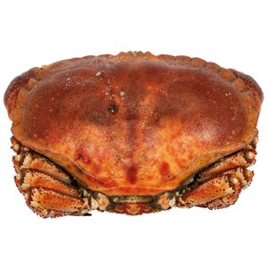 Buey de Mar Cocido Peso Aproximado 600Gr