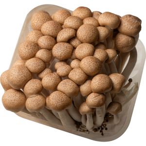 Seta Shimeji Bandeja