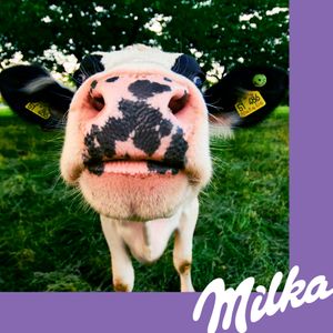 Quinta imatge del producte Chocoswing Galleta de la marca MILKA
